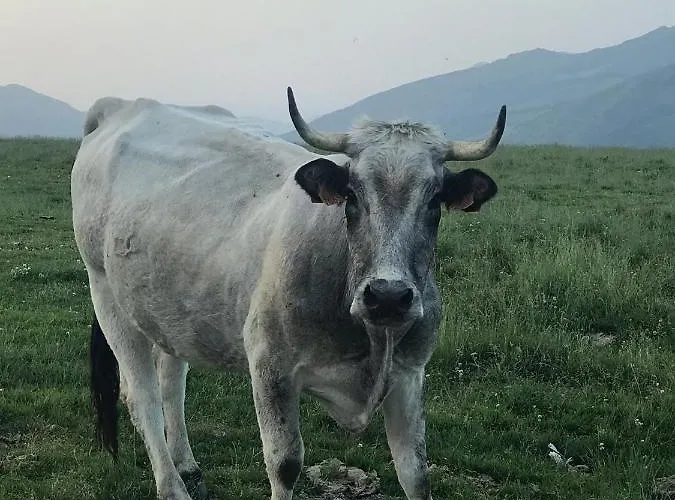 Au Pied Des Pistes * Saint-Aventin