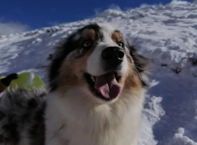 Au Pied Des Pistes * Saint-Aventin